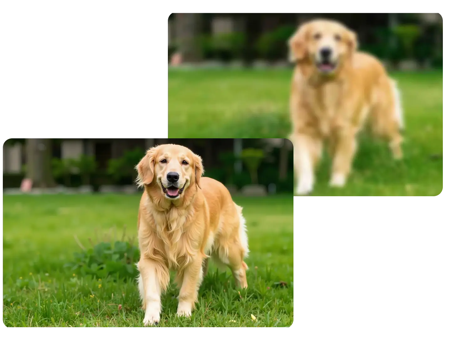 Sharpen a unclear Golden Retriever's image who is playing on the grass