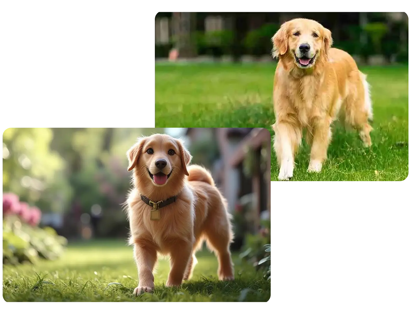 Generate the Golden Retriever to a cartoon character