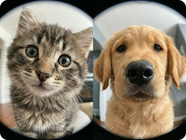 Funny fish eye meme with pet photo