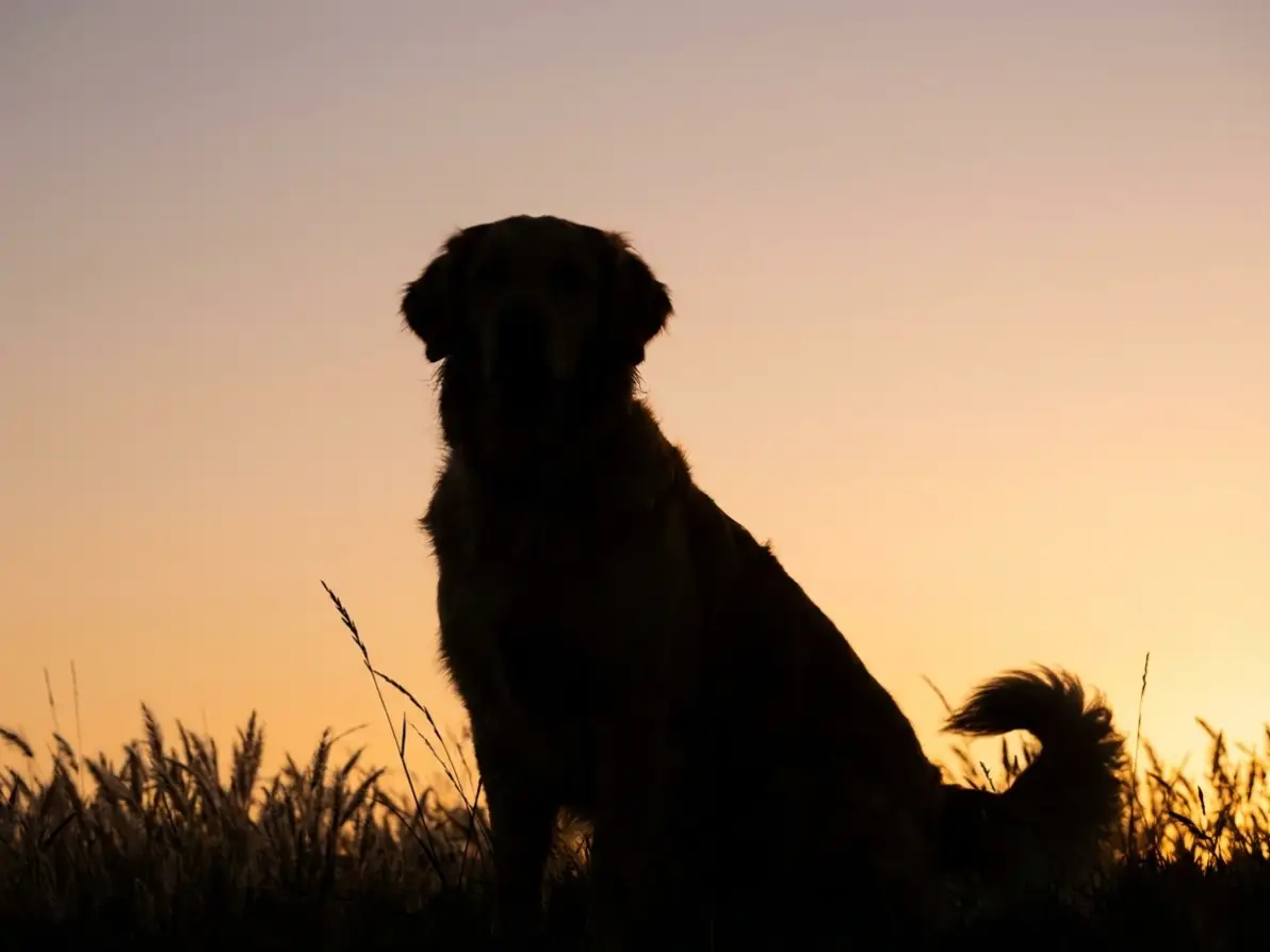 Make Pet Silhouettes from Your Favorite Photos